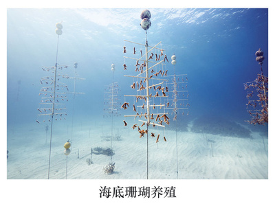 科學之美 自然雜志2017年度科學美圖賞析